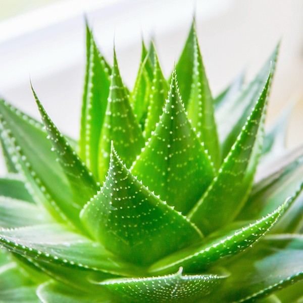 aloe-vera-home-remedies-to-relieve-itching-skin