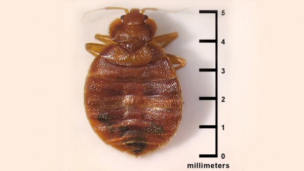 bedbugs are very small and difficult to spot