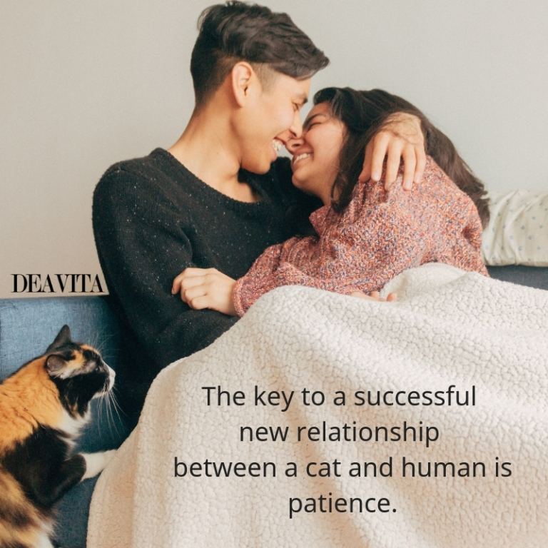 cats and humans relationship quotes 