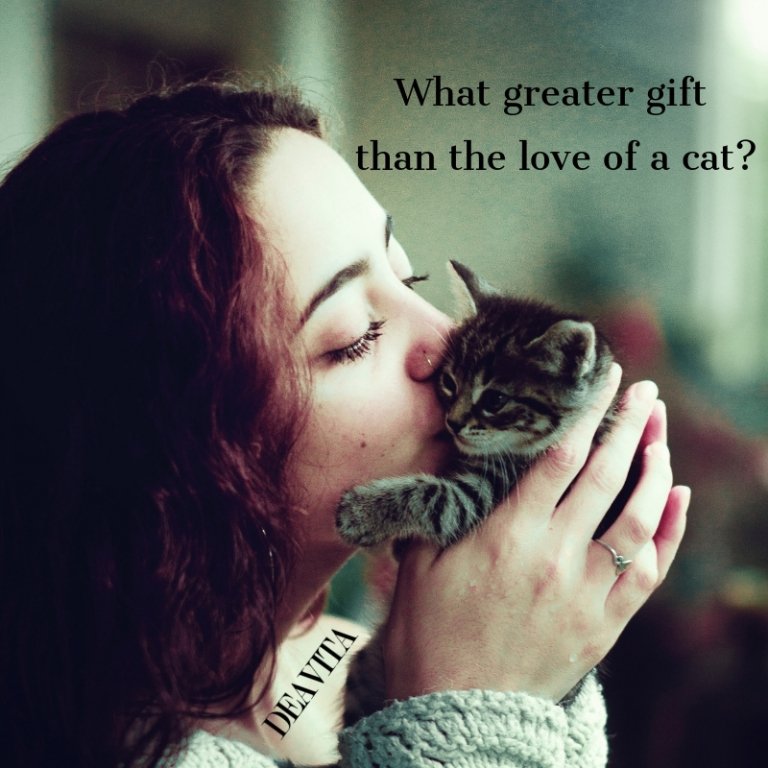 cats and kittens sayings and pet love quotes