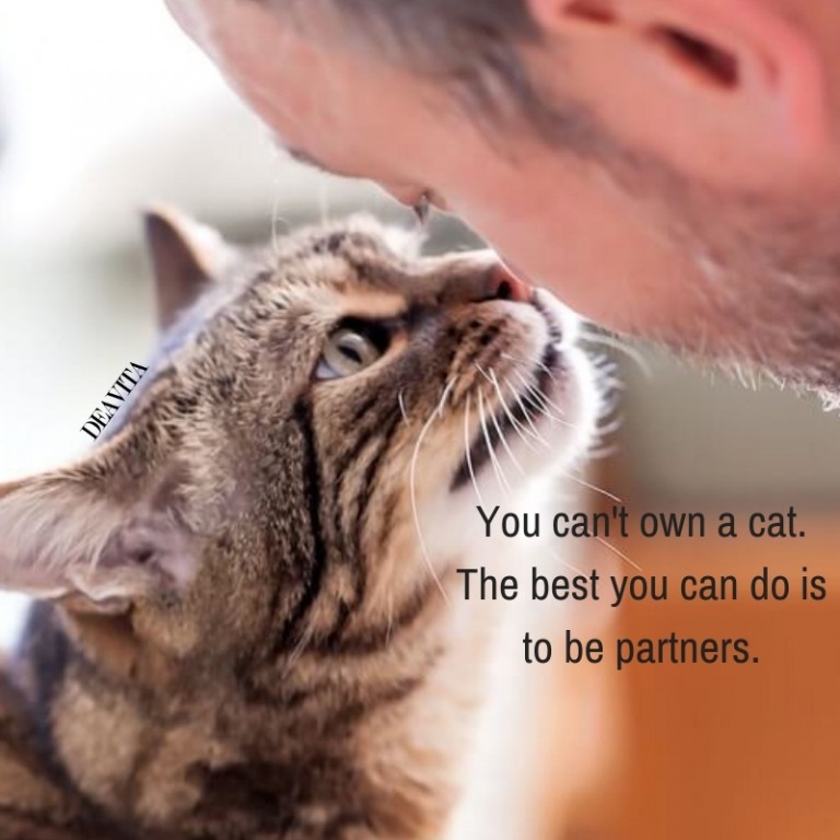 cats and people friendship fun quotes about pets