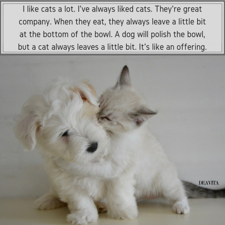 cats quotes pet love sayings with funny photos
