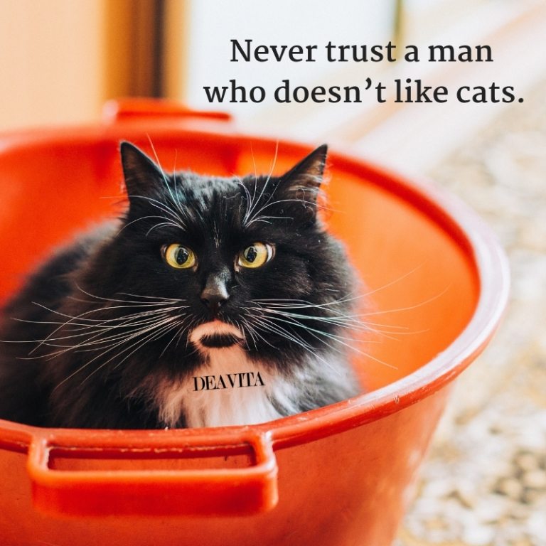 cool and funny quotes about cats 