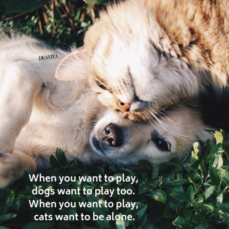 cute and funny cats and dogs photos and cool quotes