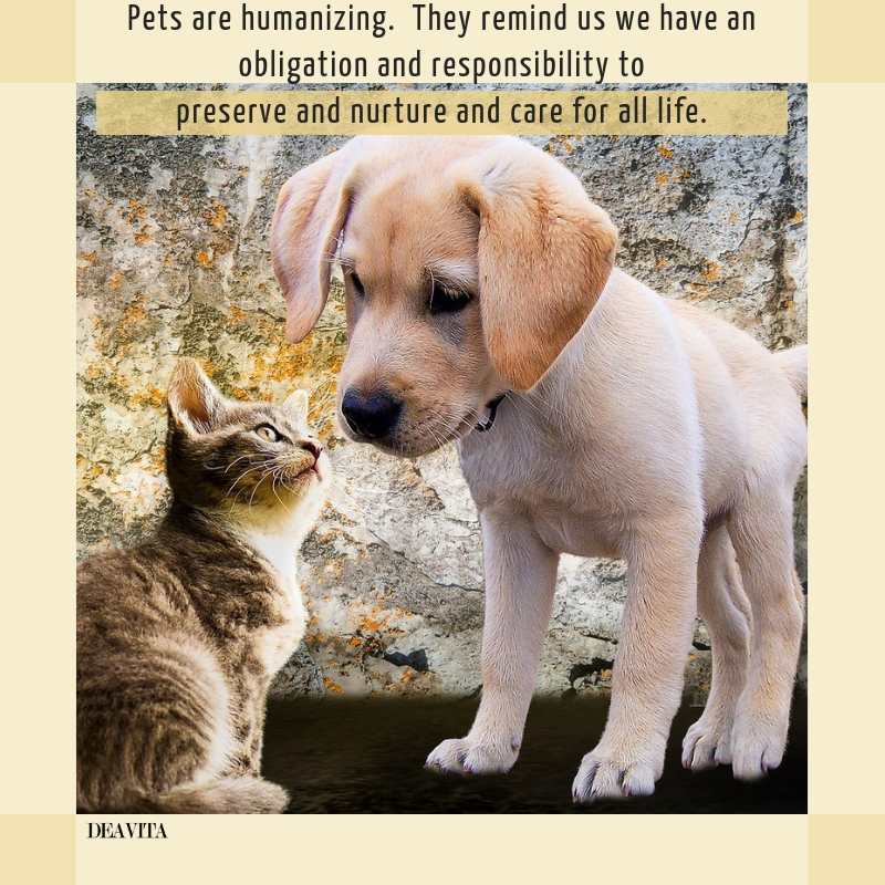 Cats vs Dogs quotes and funny sayings for your beloved pets