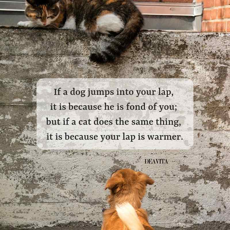 dog and cat sayings fun quotes about cute pets