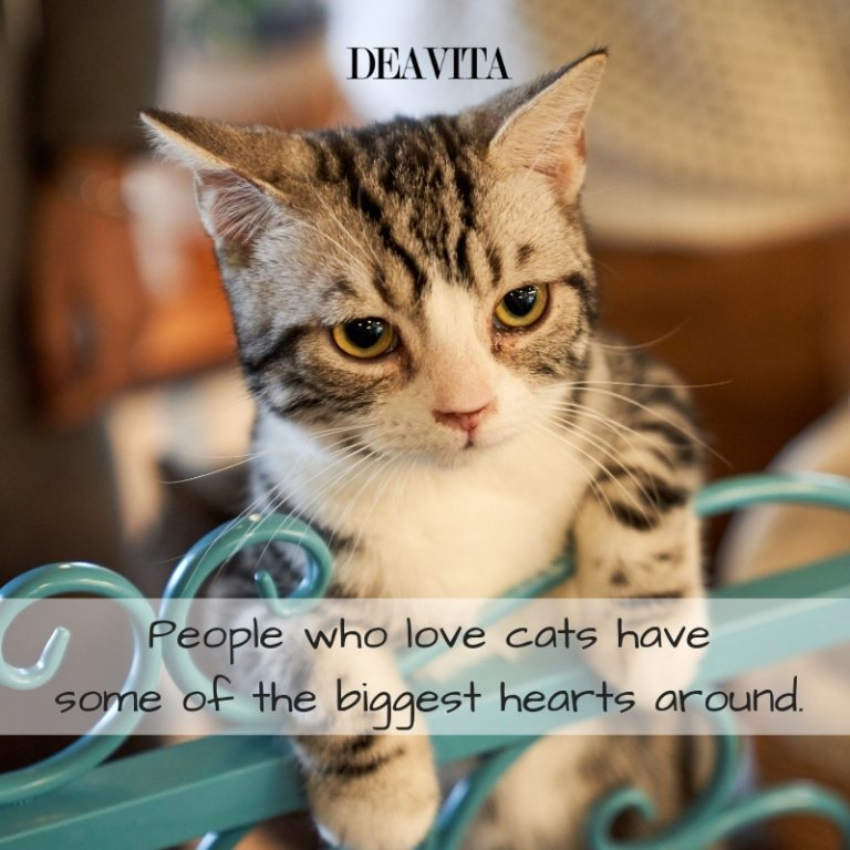 fun quotes about people who love cats