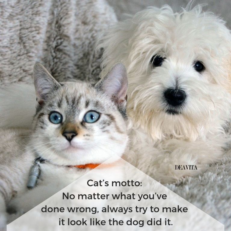 funny cats quotes and lovely photos pet sayings