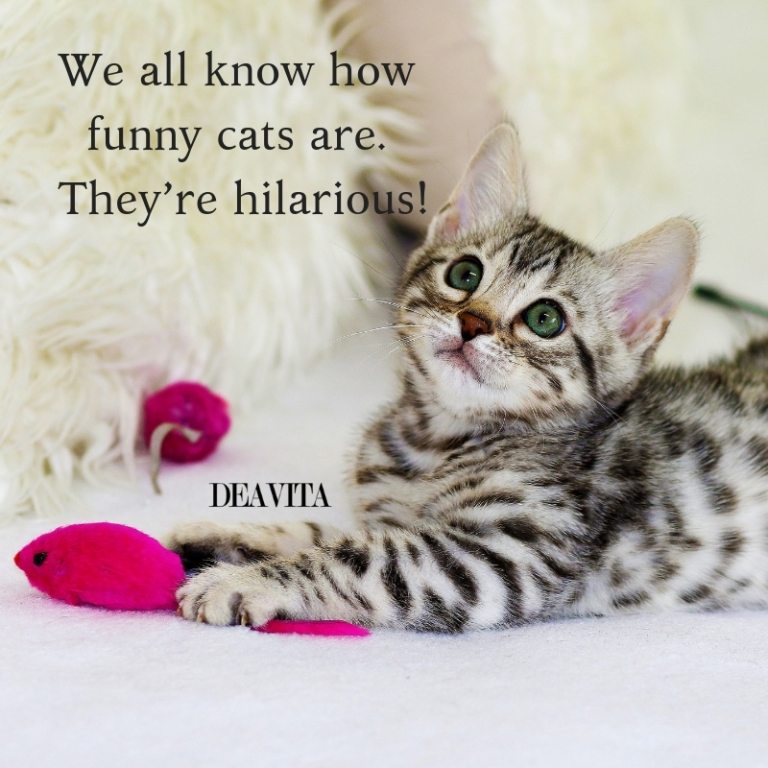 funny cats quotes and sayings with photos