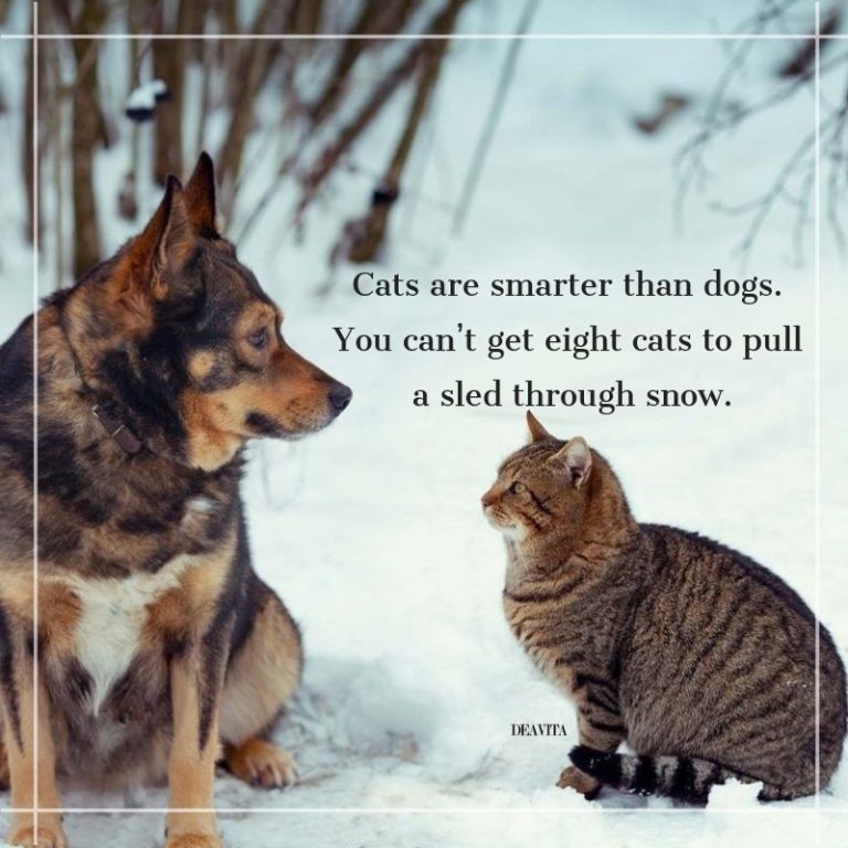 funny pet quotes Cats are smarter than dogs