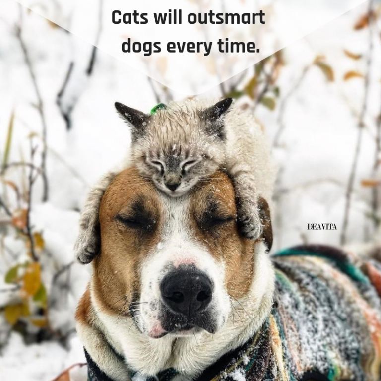 funny quotes Cats will outsmart dogs every time