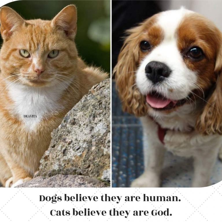 funny quotes Dogs believe they are human cats believe they are god