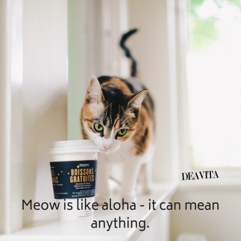 quotes and sayings about cats and kittens
