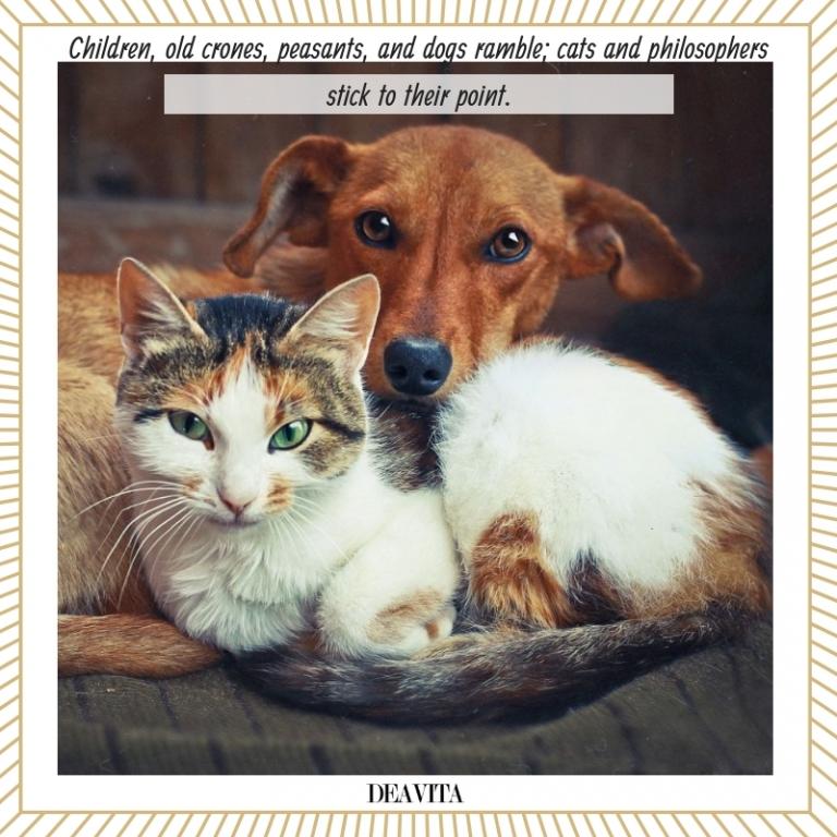 pet quotes and funny sayings about cats and dogs