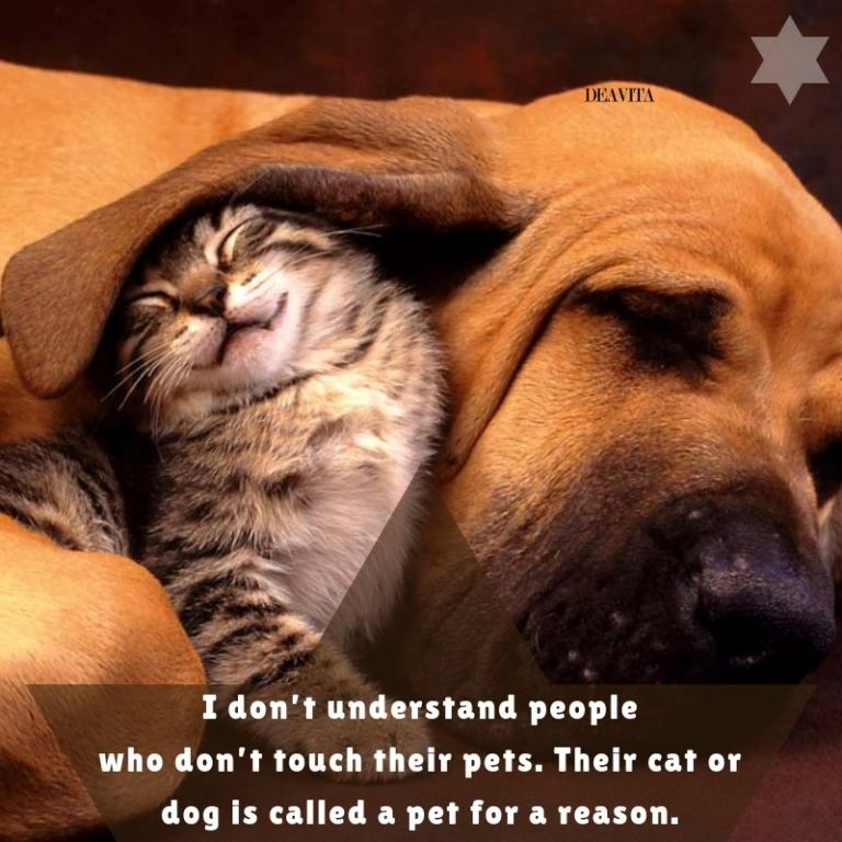 pet quotes love and friendship sayings