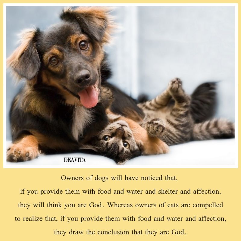 pets sayings dogs and cats quotes and cute images