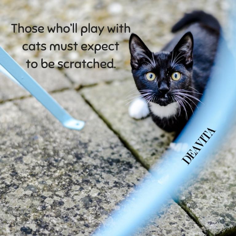 short deep quotes about cats with cute photos
