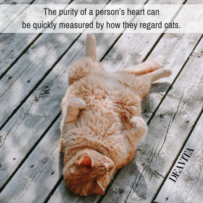 short inspirational quotes about cats fun sayings about pets