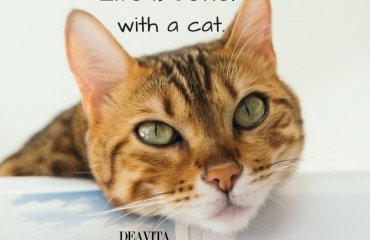 short-inspirational-quotes-about-pets-Life-is-better-with-a-cat