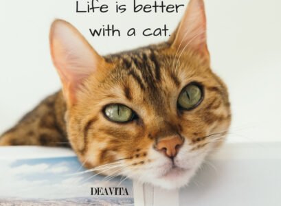 short-inspirational-quotes-about-pets-Life-is-better-with-a-cat
