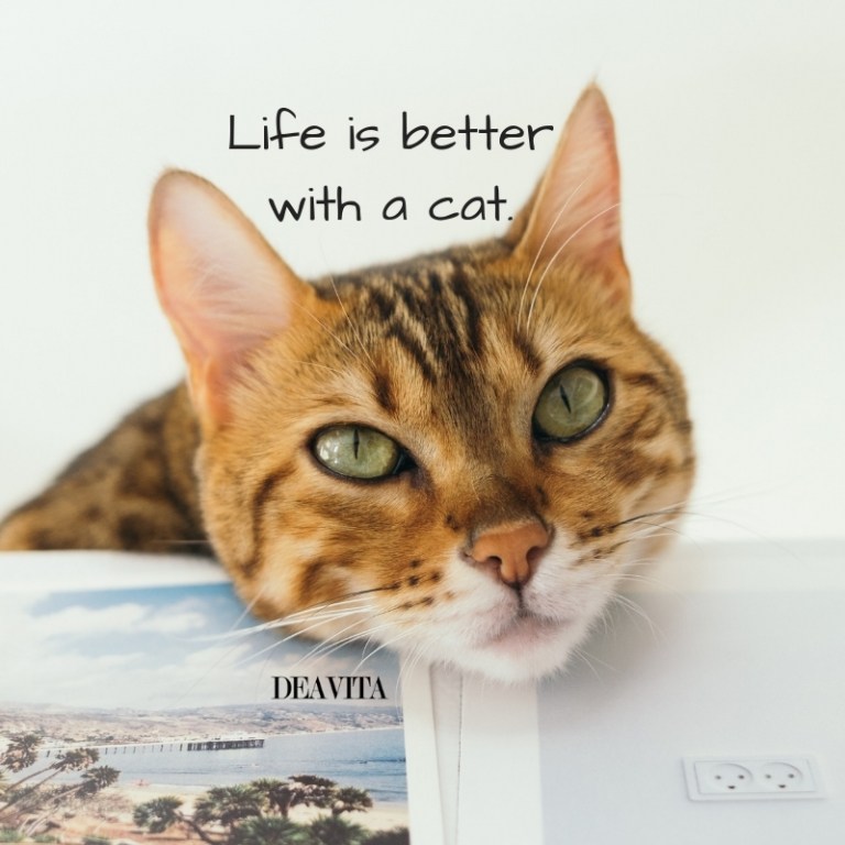 short inspirational quotes about pets Life is better with a cat