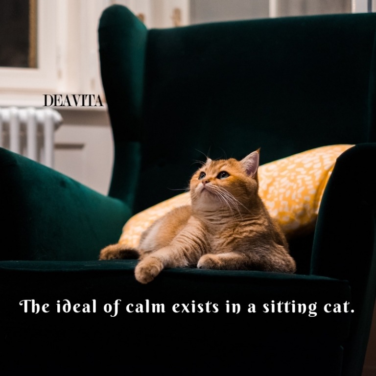 short quotes about pets The ideal of calm exists in a sitting cat