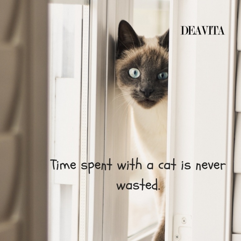 short quotes about pets Time spent with a cat is never wasted