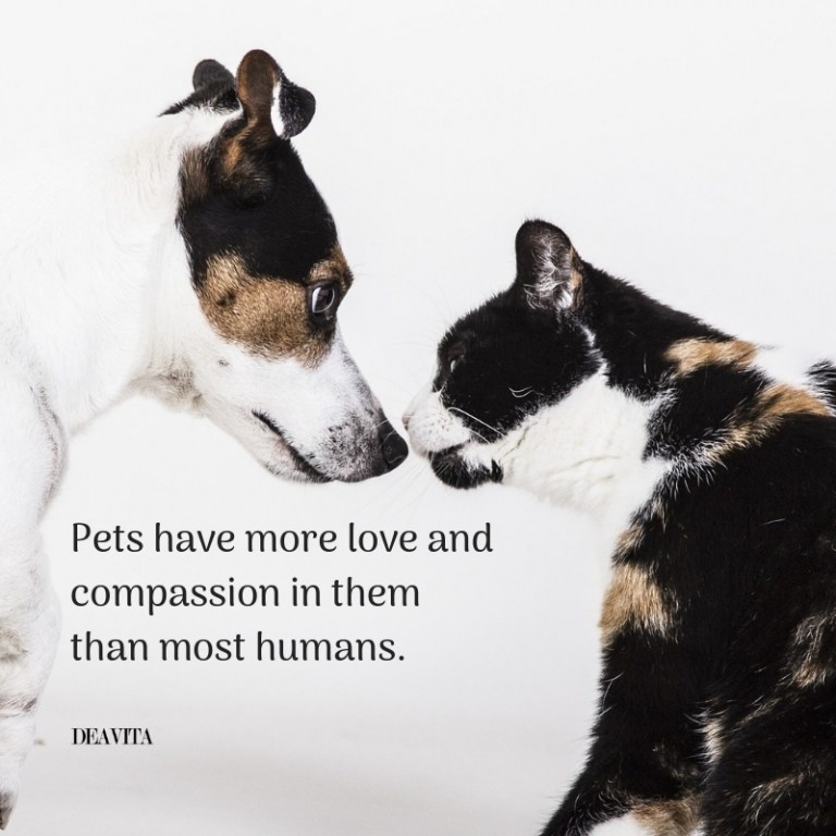 super cool pet quotes Pets have more love and compassion