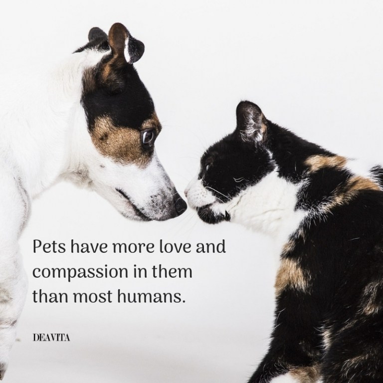 Love For Dogs Quotes