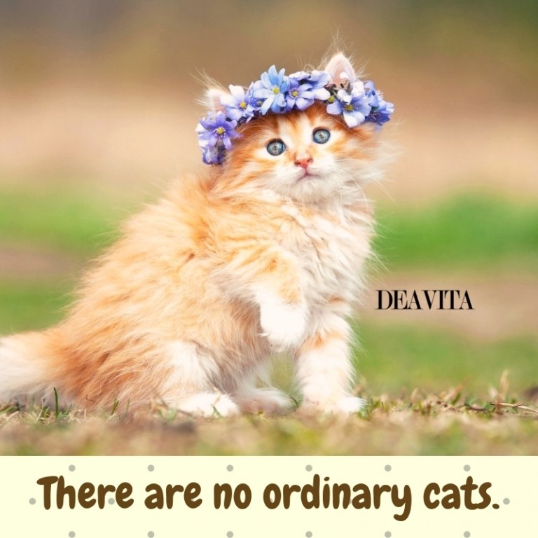 super cool sayings about cats There are no ordinary cats