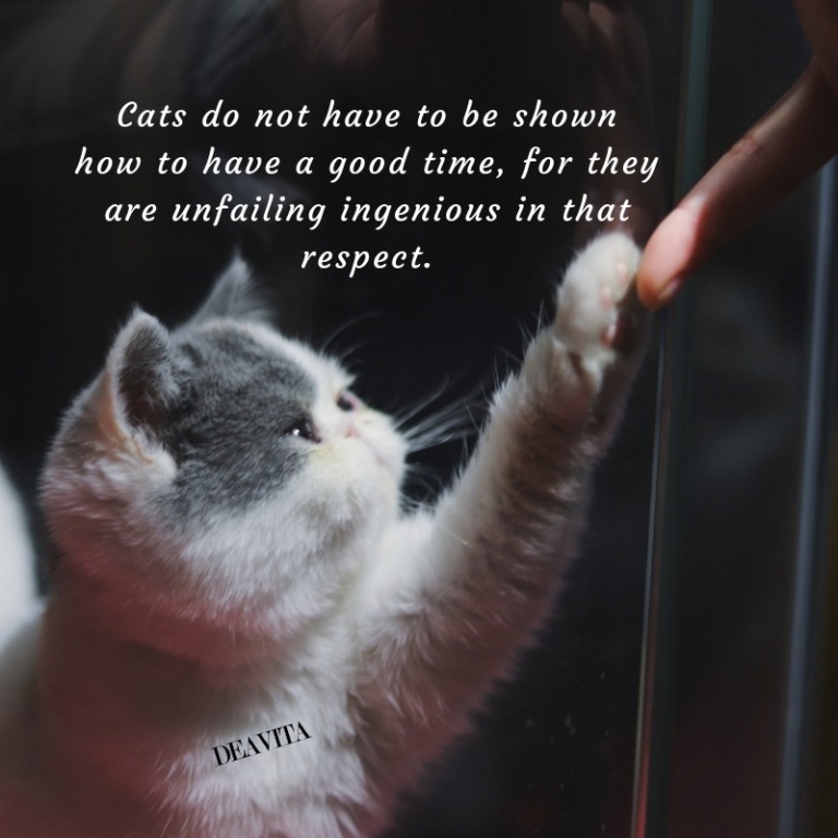 super cute quotes about cats loving pet sayings
