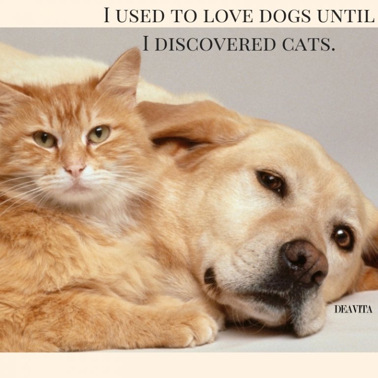 super fun quotes I used to love dogs until I discovered cats