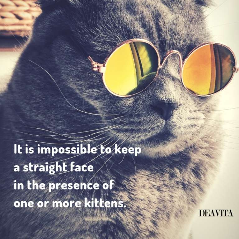 the best cat quotes and sayings with cute photos