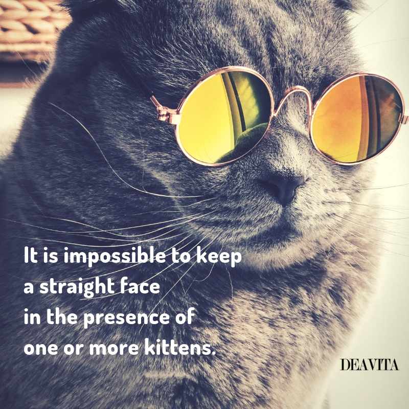 30 Super cool and funny cat quotes with lovely photos