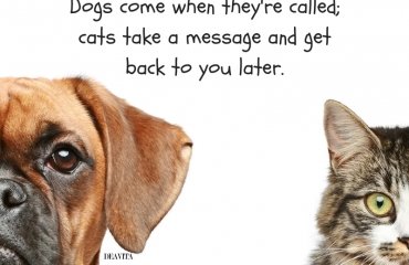 the-best-funny-quotes-about-pets-Dogs-and-cats