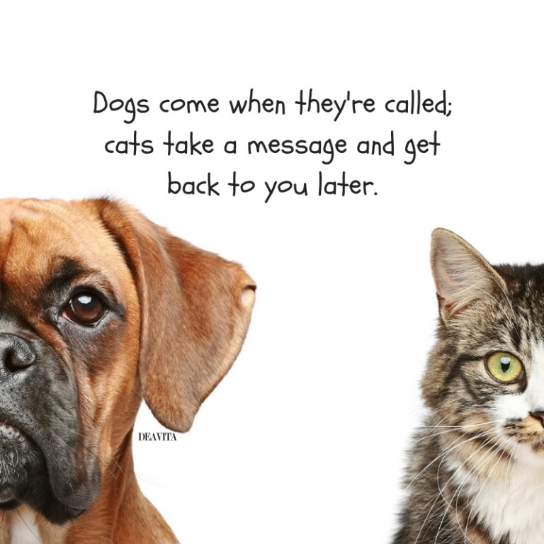 the best funny quotes about pets Dogs and cats