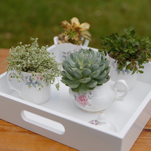 DIY teacup garden ideas beautiful herbs and succulent planters