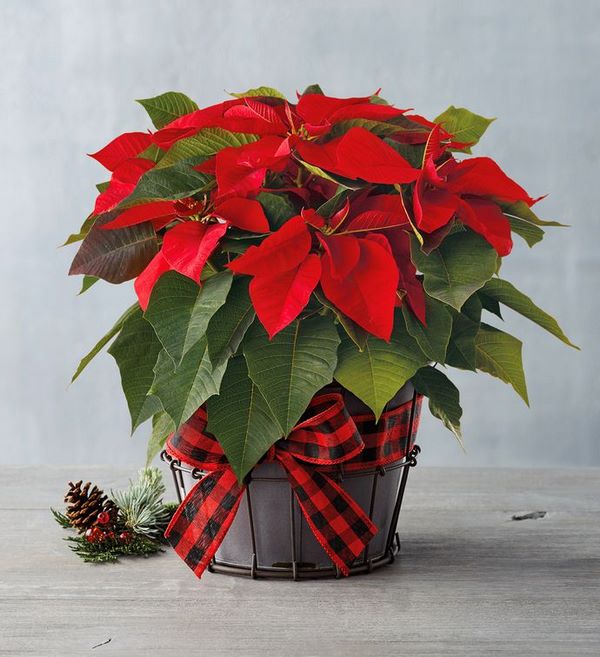 blooming holiday Poinsettia gift ideas