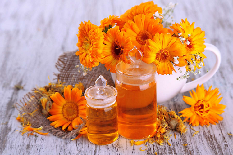 Calendula is a good insect repellent due to its strong odor