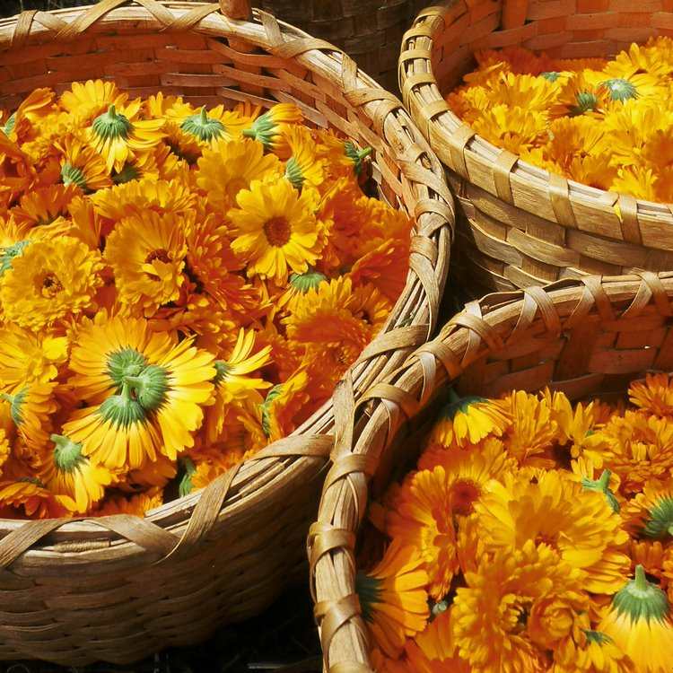 Calendula is great for skin care and beauty