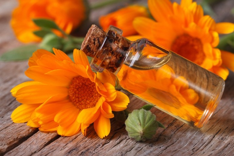 calendula side effects and precautions to keep in mind