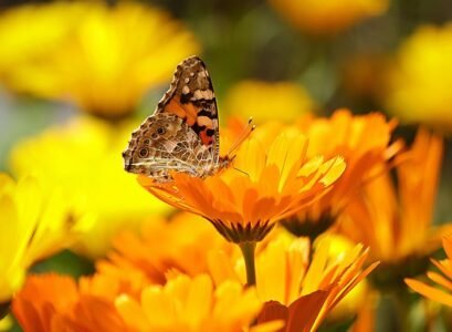 Important-Calendula-benefits-for-your-health
