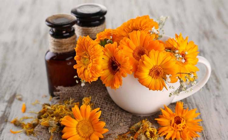 what are the properties and health benefits of calendula