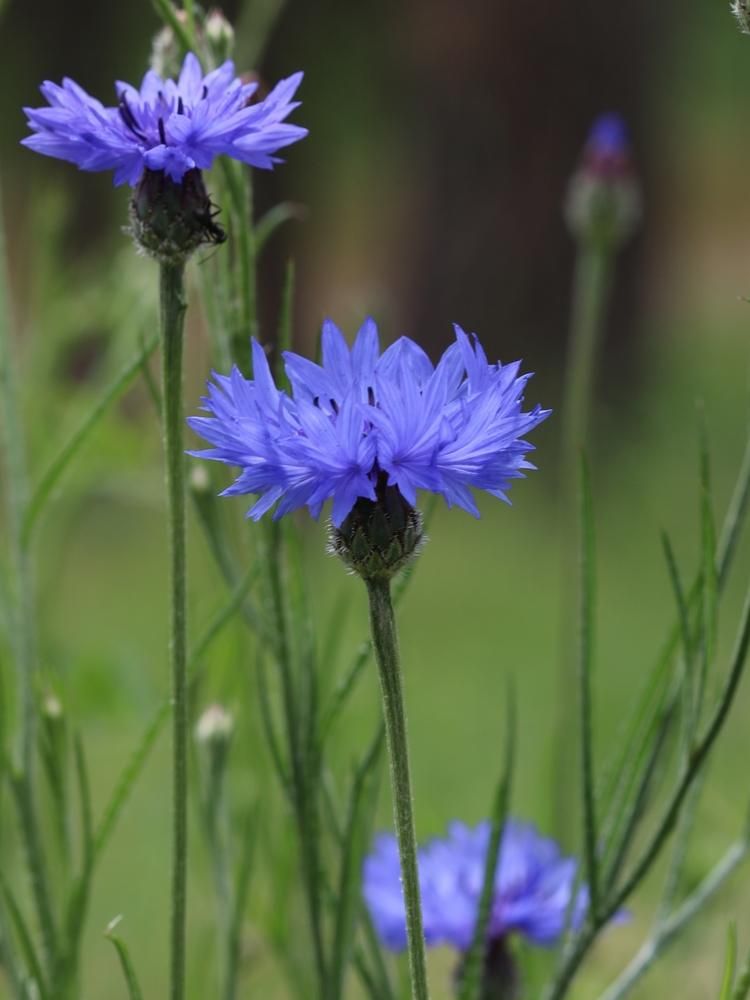 Cornflower infusion recipe to remove eye bags