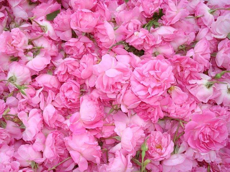 Rosa damascena Damascus rose flowers 