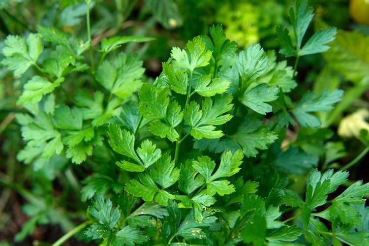 Parsley decoction has a calming effect on eyes