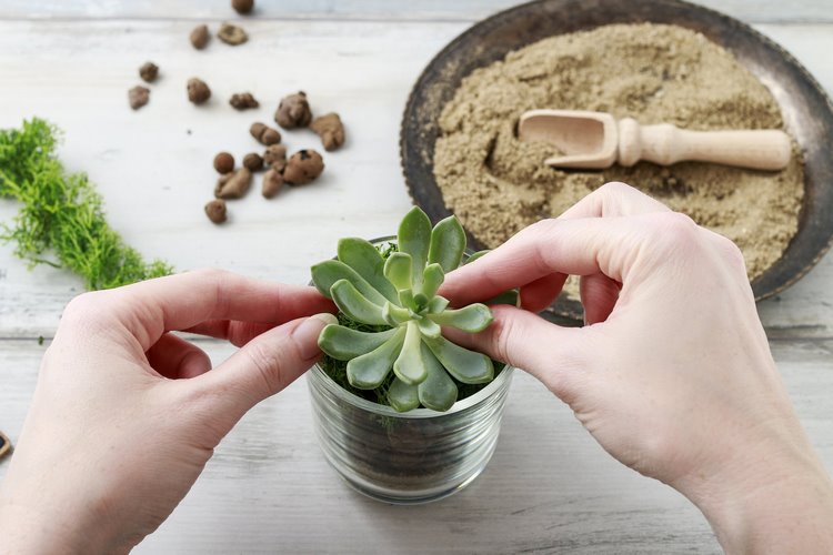 How to care for succulents step by step guide for beginners
