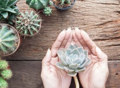 How-to-care-for-succulents-at-home-tips-for-beginner-gardeners