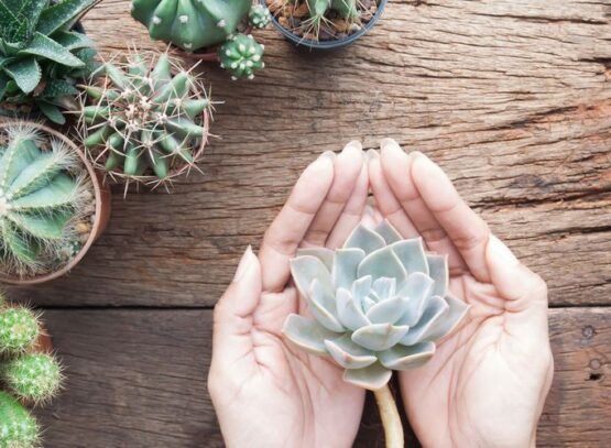 How-to-care-for-succulents-at-home-tips-for-beginner-gardeners