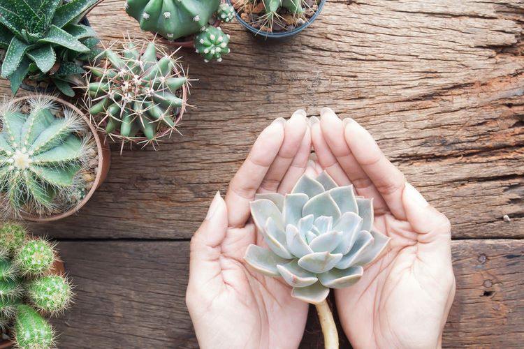 How to care for succulents at home tips for beginner gardeners
